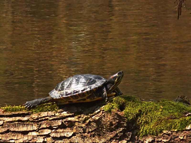 Trachemys scripta scripta maschio